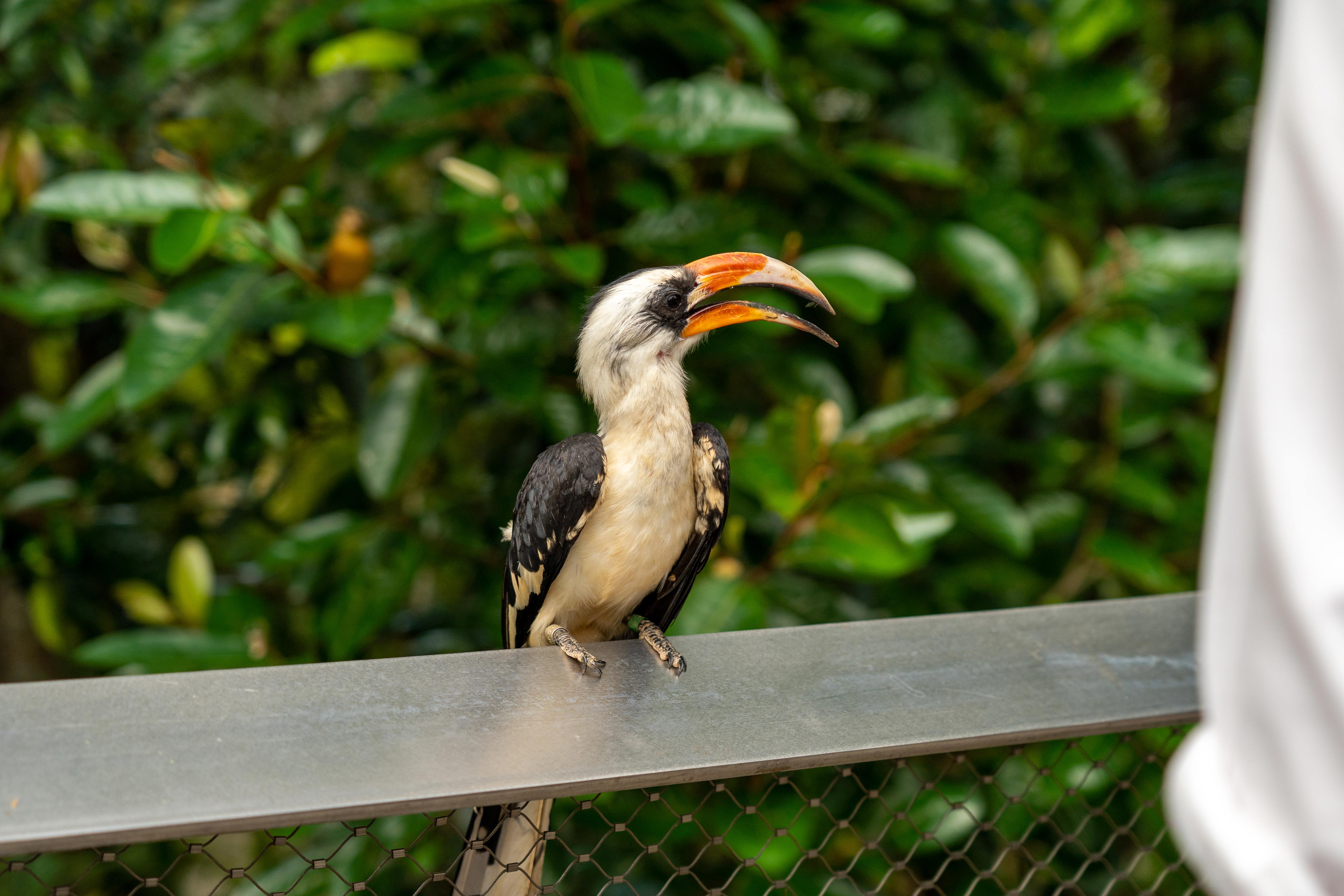 A Von der Decken hornbill in the Heart of Africa aviary. 
