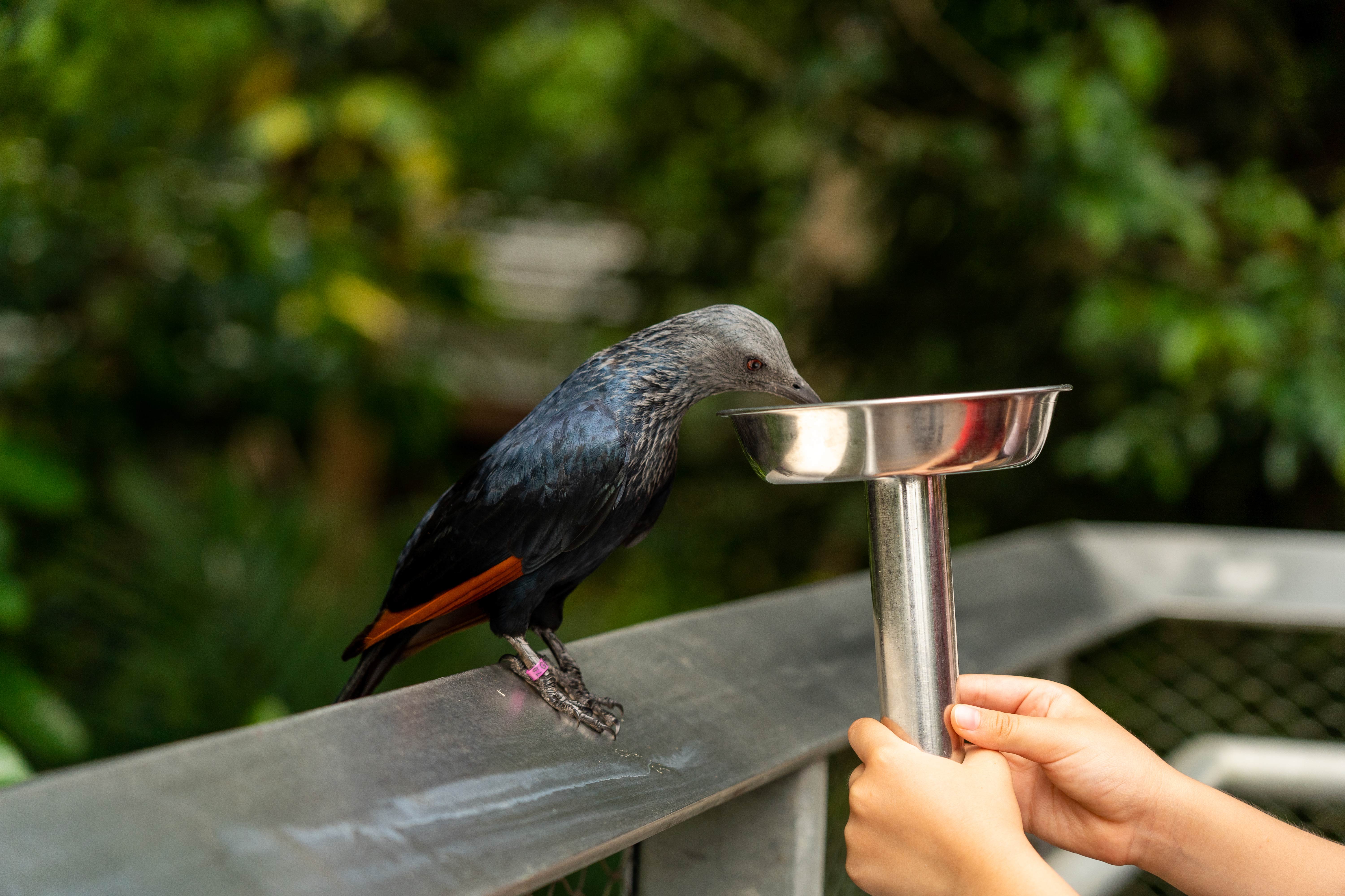 An intimate encounter with a Red-winged starling in the Heart of Africa aviary.  