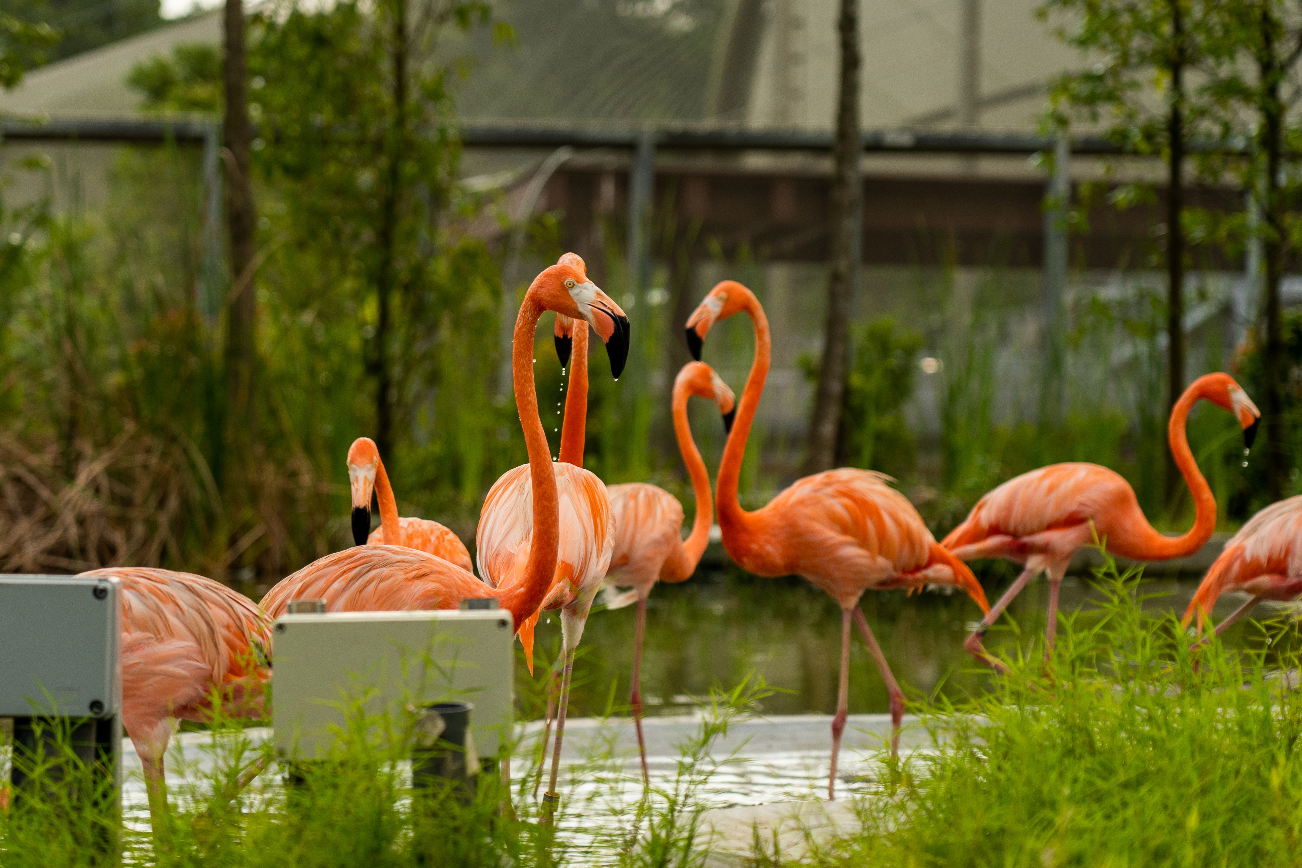 American Flamingoes in Hong Leong Foundation Crimson Wetlands.  