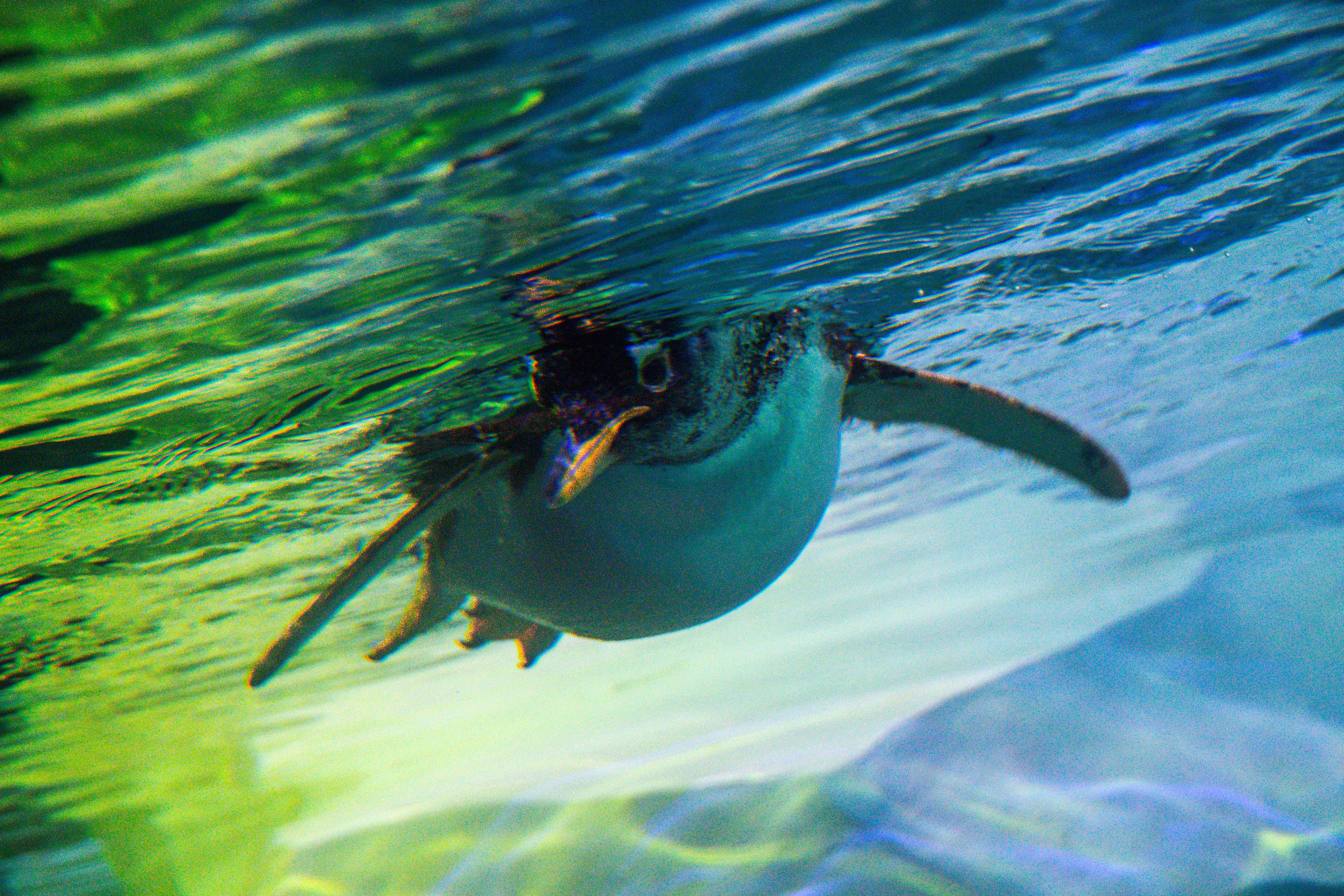 A Gentoo penguin swimming in the cold, blue waters of the Penguin Cove. 
