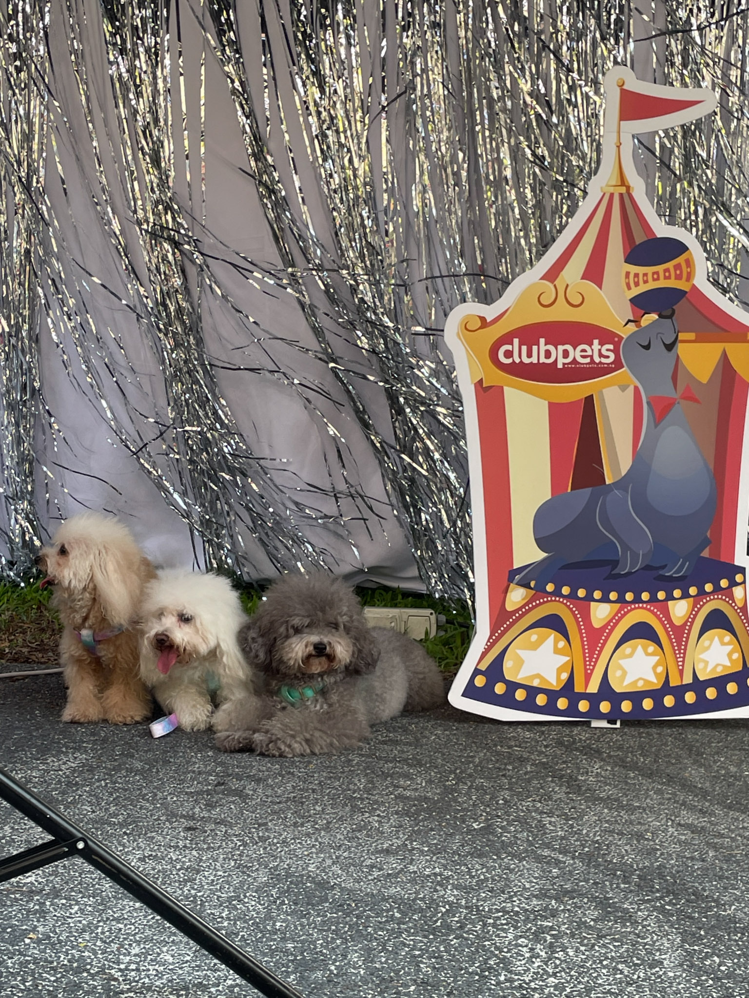 Three Bichon Frisés prepping for the perfect shot at the photobooth. Photo Credit: Dann Tan